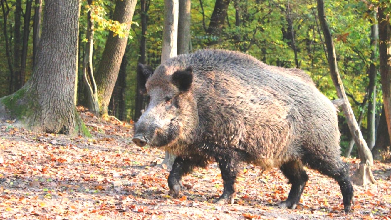Problémy s diviakmi by mal vyriešiť ich plánovaný odstrel a plašenie 
