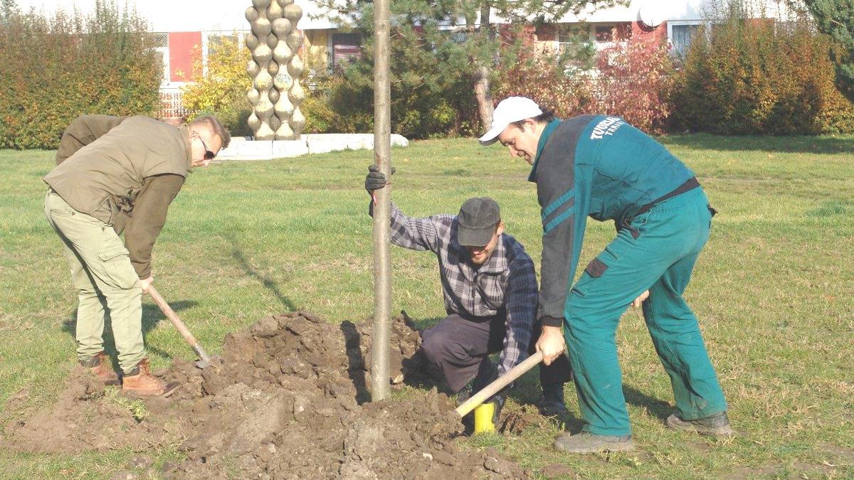Trnava má už málo miesta na výsadbu nových stromov 