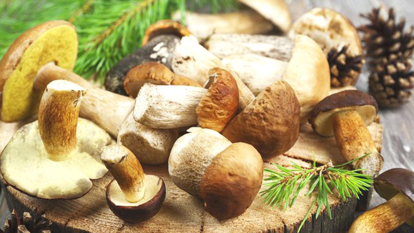 Počasie na severe Slovenska mimoriadne praje hubárom 