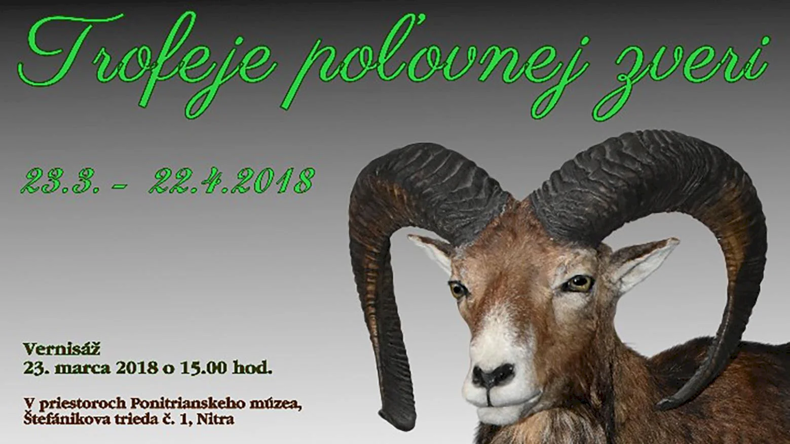 Trofeje poľovnej zveri v Ponitrianskom múzeu v Nitre 