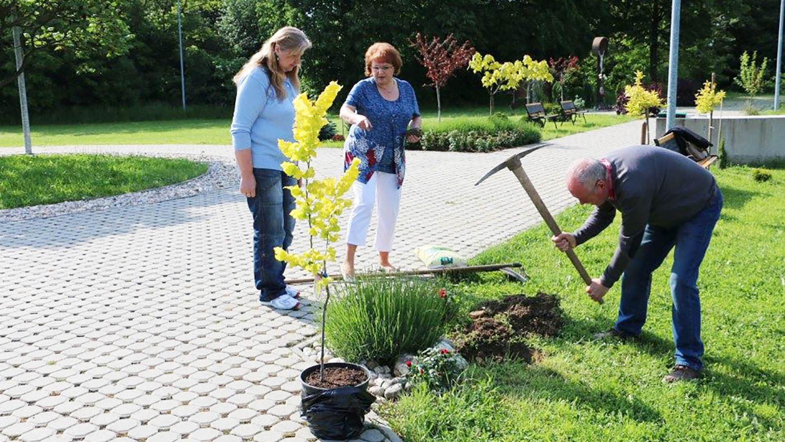 V meste vysadia v rámci projektu 150 stromov  