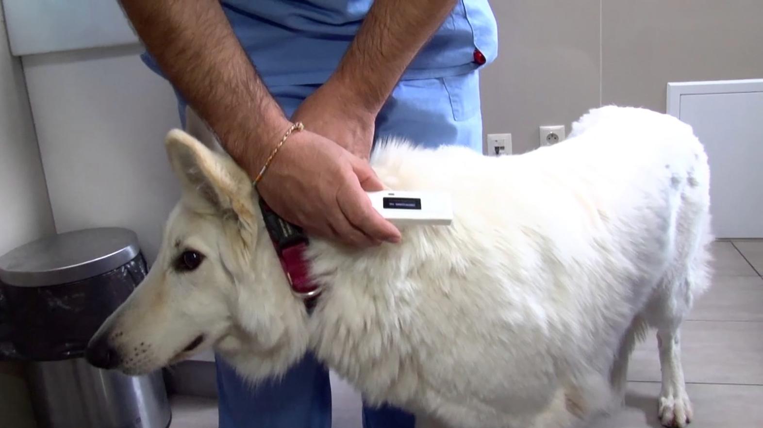 Začipovanie psa bude od septembra stáť 10 eur, bez neho veterinár psa neošetrí 