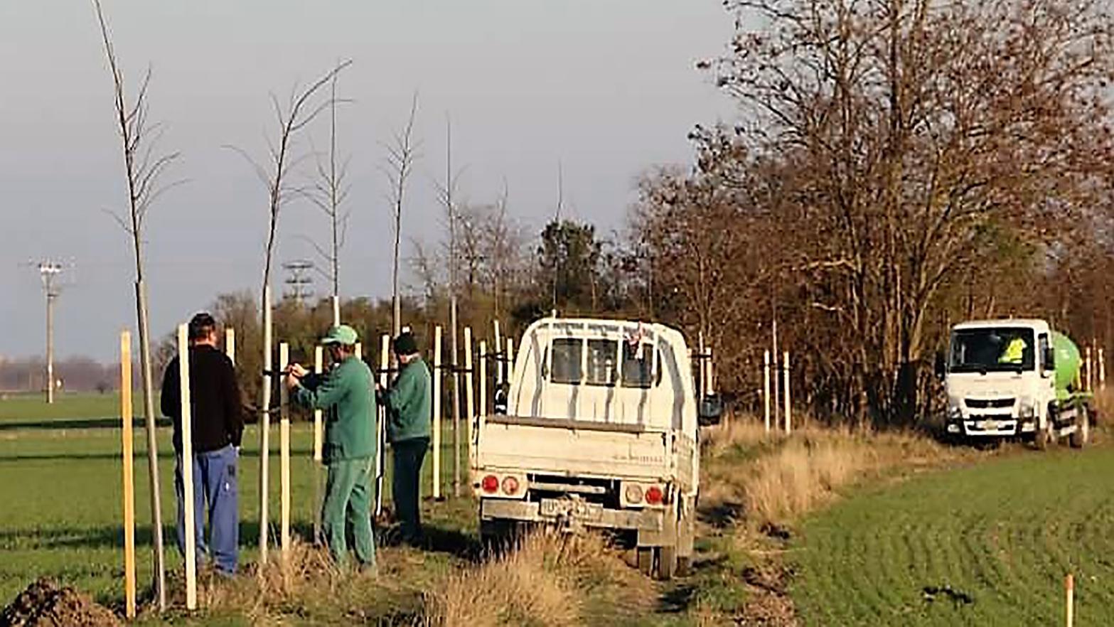 Šamorín získal financie na výsadbu stromov 
