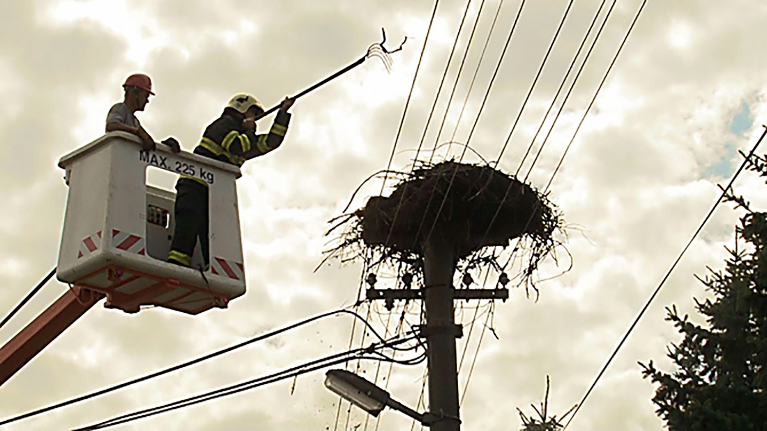 Nové prvky na elektrickom vedení by mali zamedziť úhynu bocianov