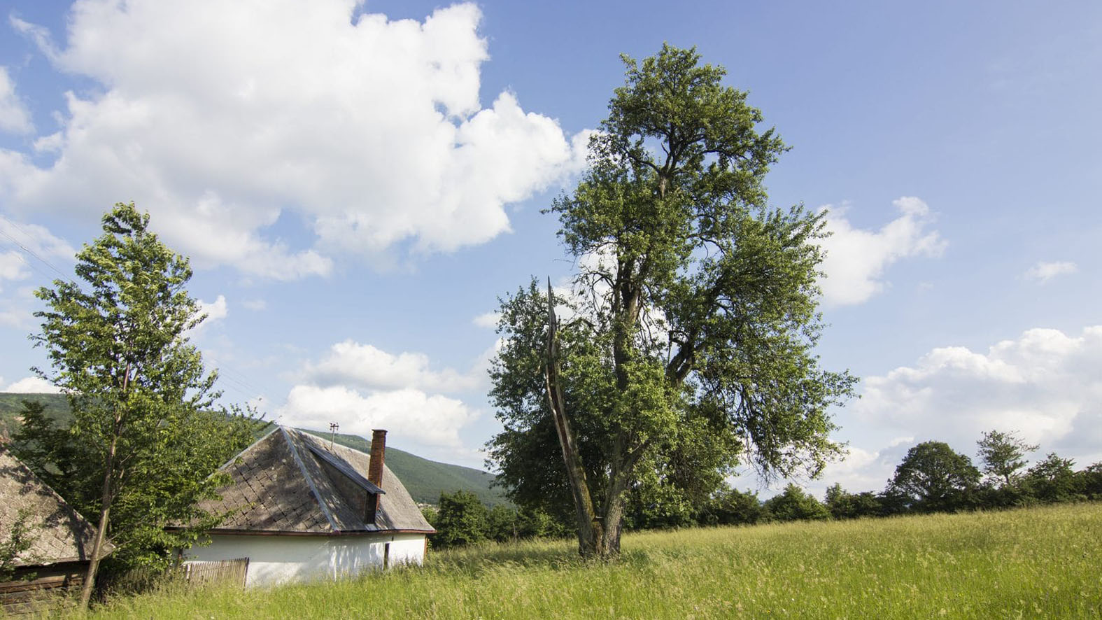 Žiaci škôl si vďaka hlasovaniu o Strom roka môžu skrášliť svoje areály