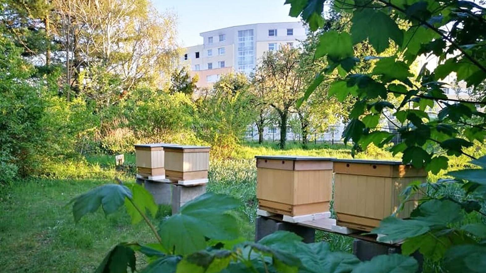 V bývalej botanickej záhrade pribudla včelnica