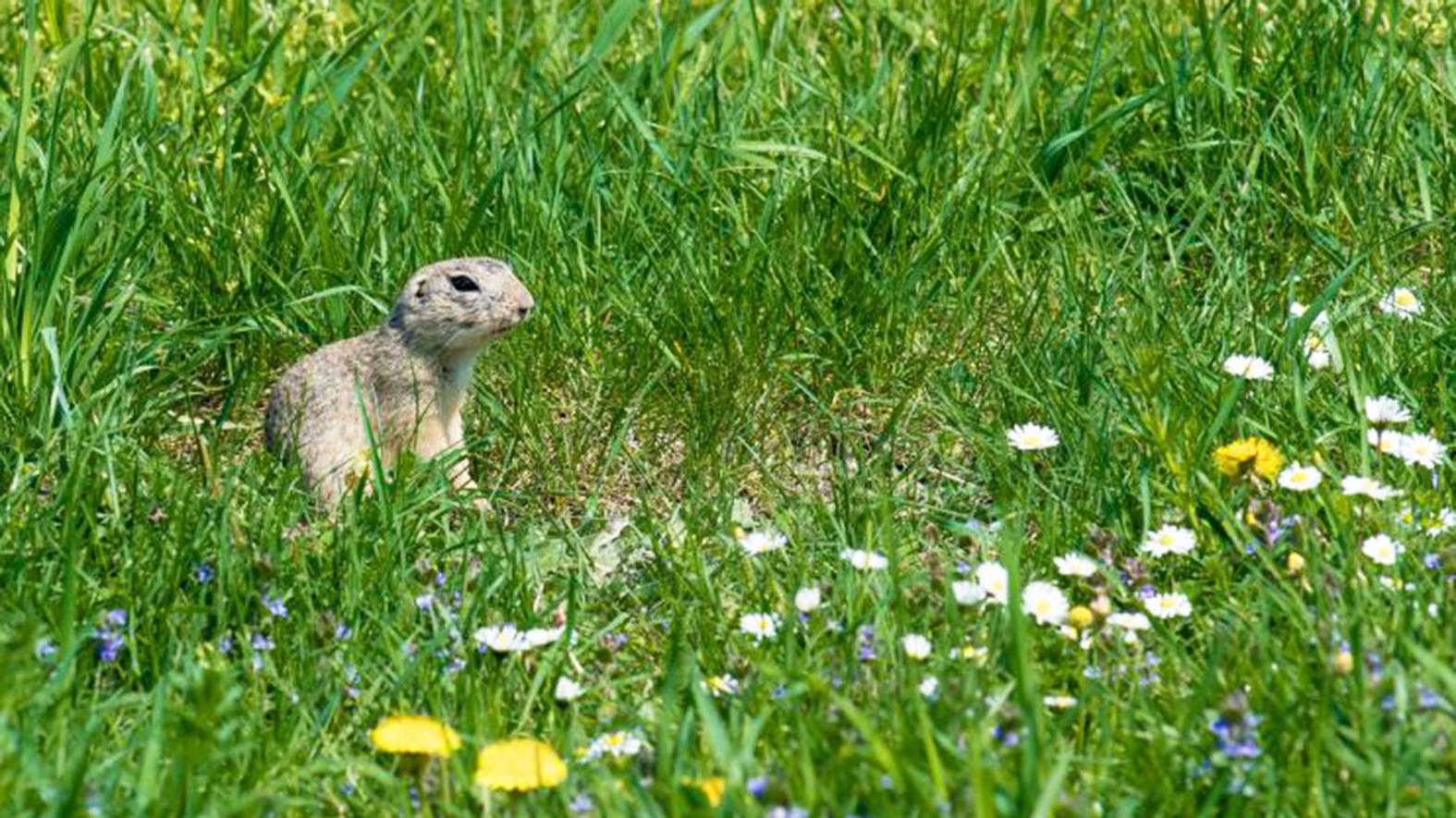 Tohtoročnou témou Svetového dňa životného prostredia je biodiverzita