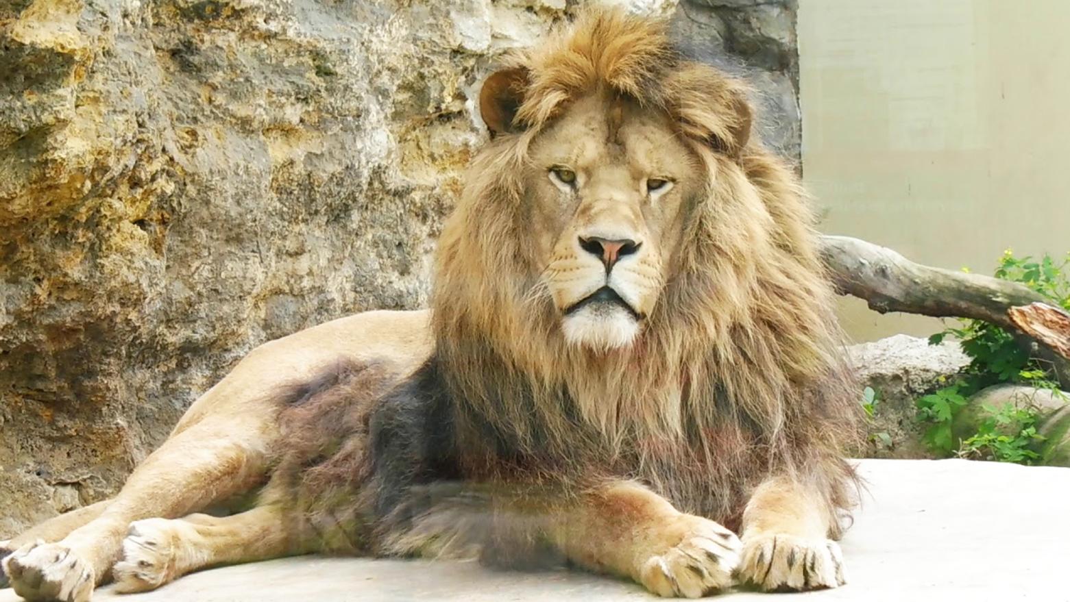 Lev berberský z bojnickej zoo bude mať nový domov v Holandsku