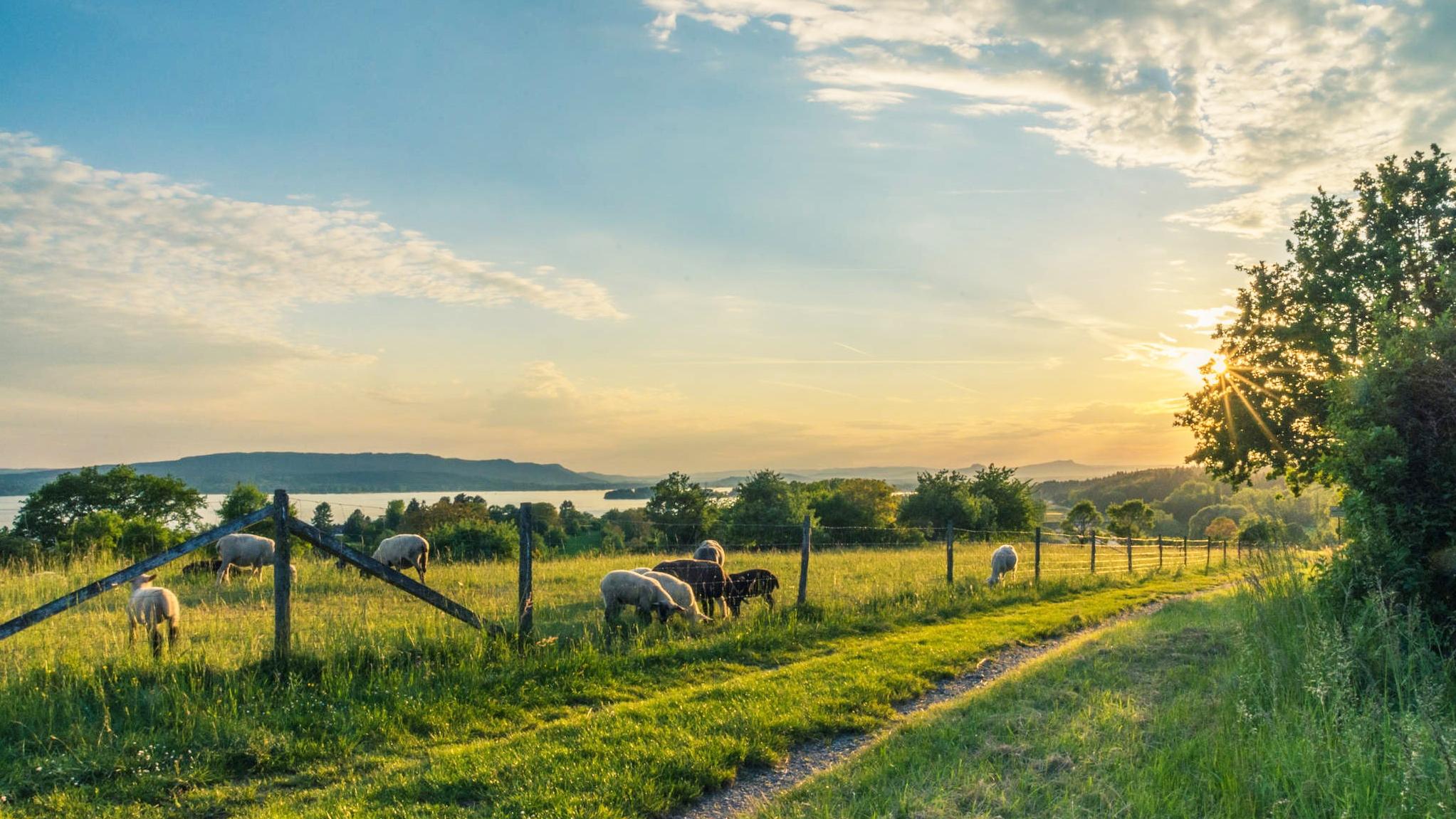 Predaj z dvora – ako legislatívne podporiť farmárov?
