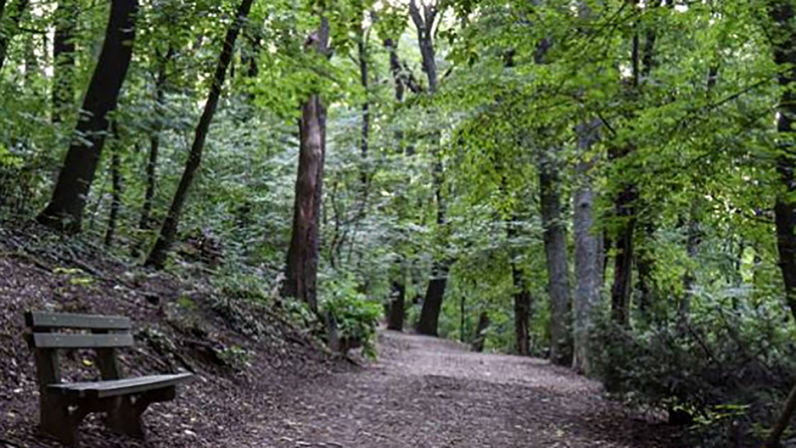 V Bratislave vysadili cez víkend 10-tis.sadeníc, centrom sadenia bol Horský park