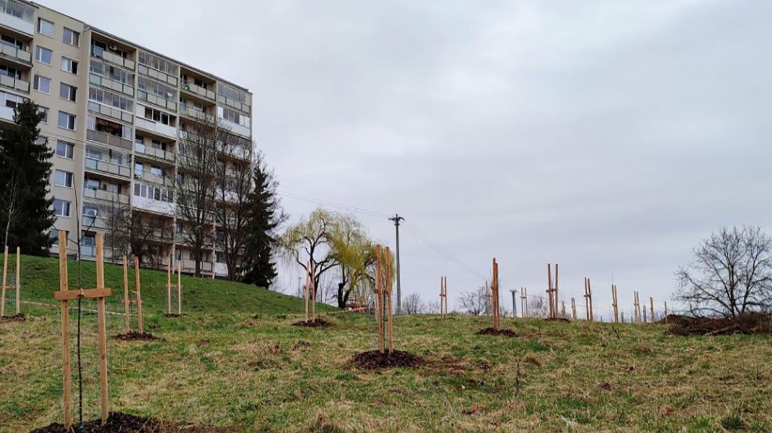 Na Sídlisku KVP vznikol ovocný sad 