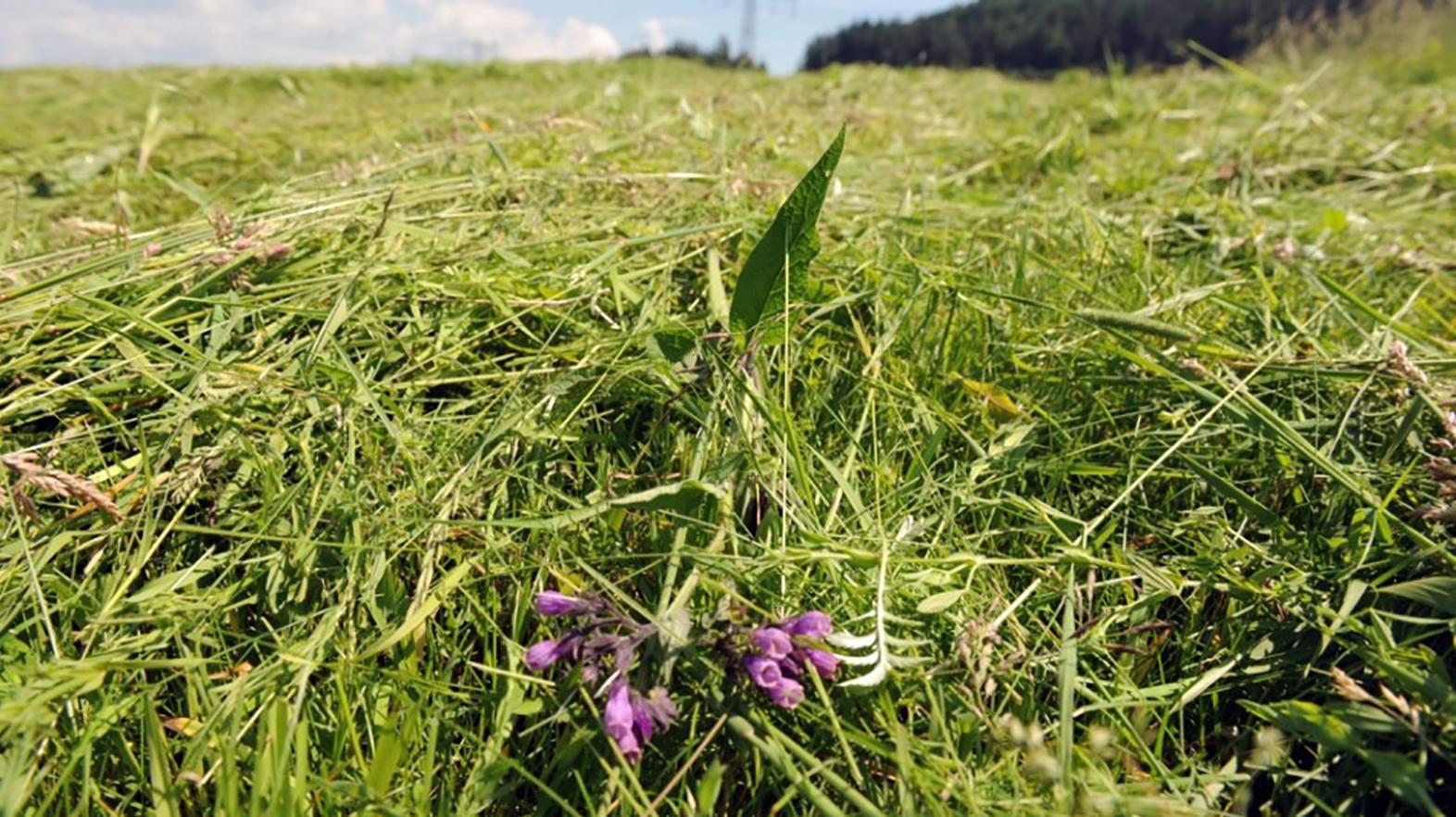 Alergikov v týchto dňoch potrápi peľ tráv na celom území Slovenska 