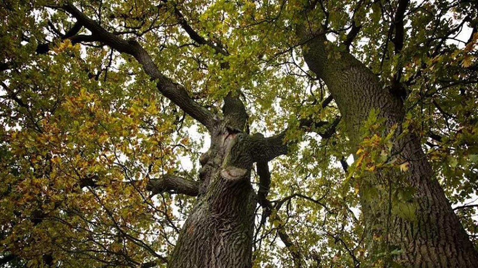 Žilina pripravuje arboristické ošetrenie 100 stromov