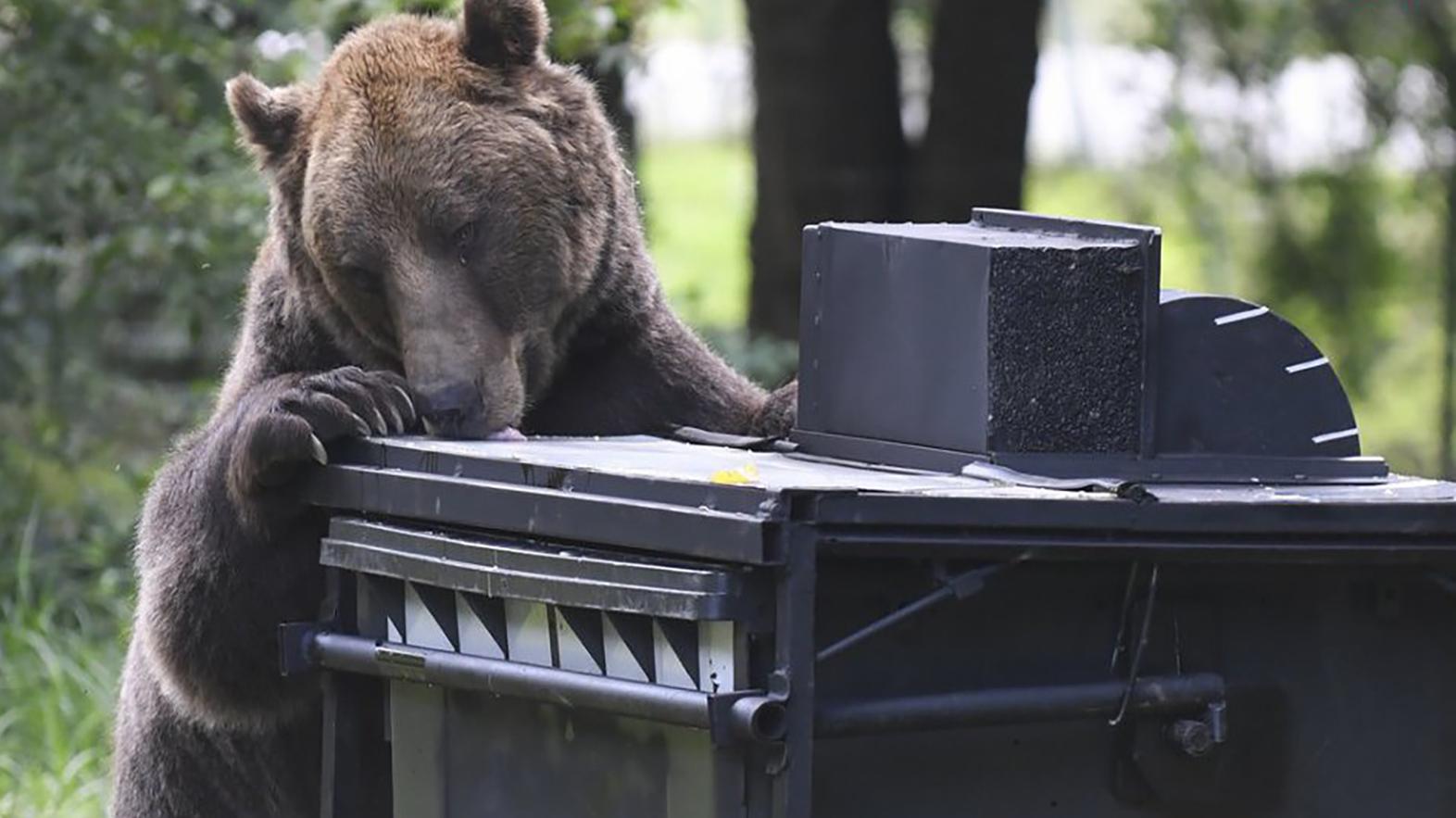 Zásahový tím ŠOP pre medveďa hnedého testoval v košickej zoo odpadkový kontajner