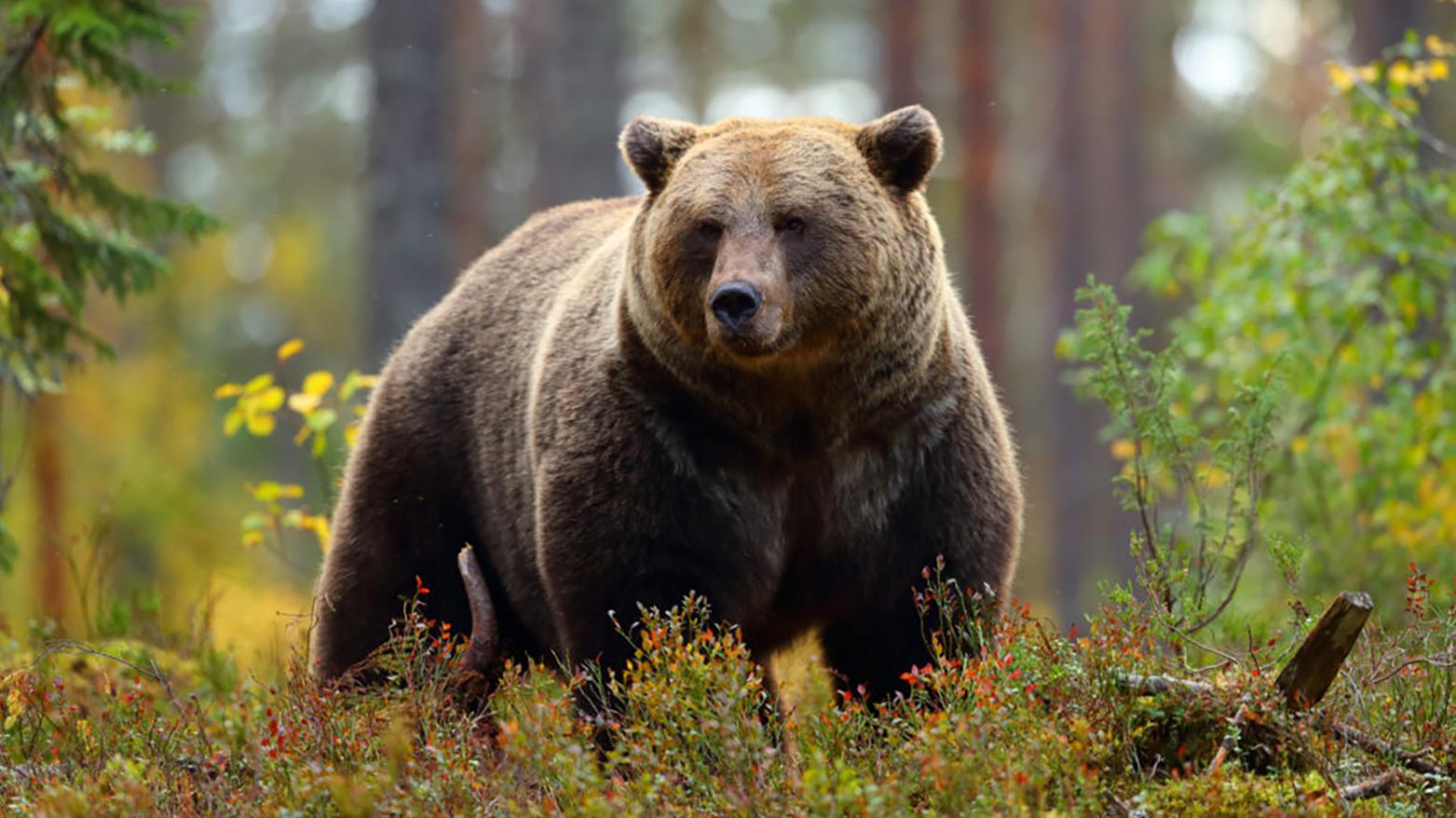 ŠOP posilňuje Zásahový tím pre medveďa hnedého, sídliť bude v Martinskom okrese