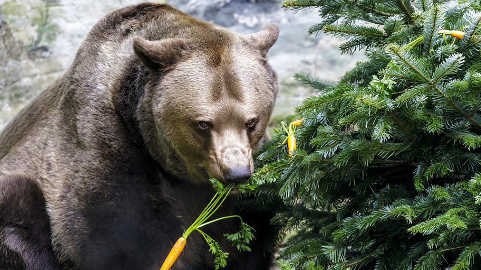 V letnej sezóne chystá ZOO niekoľko noviniek