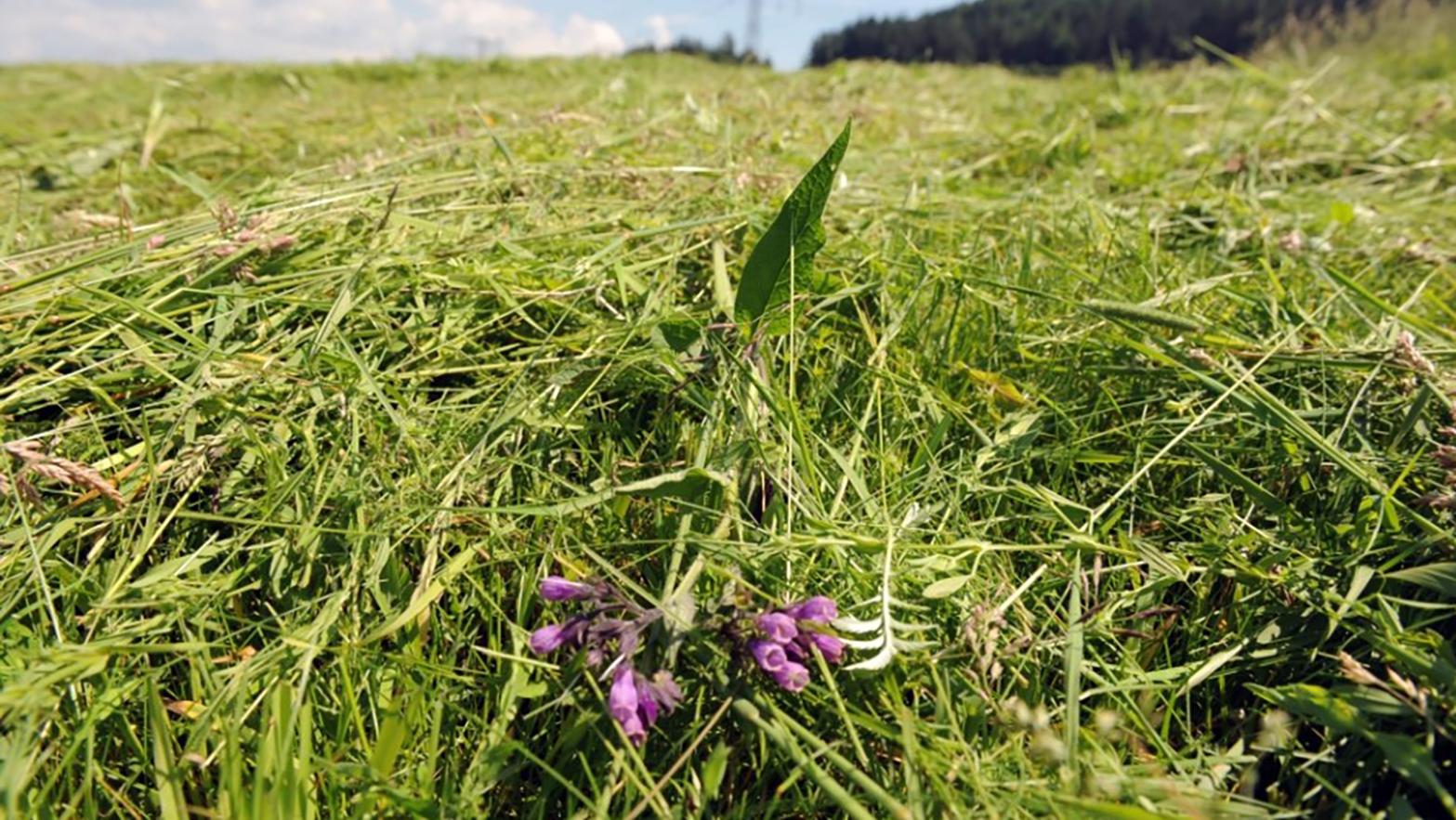 Ochranári pokračujú v záchrane stepi na travertínovej kope Sobotisko
