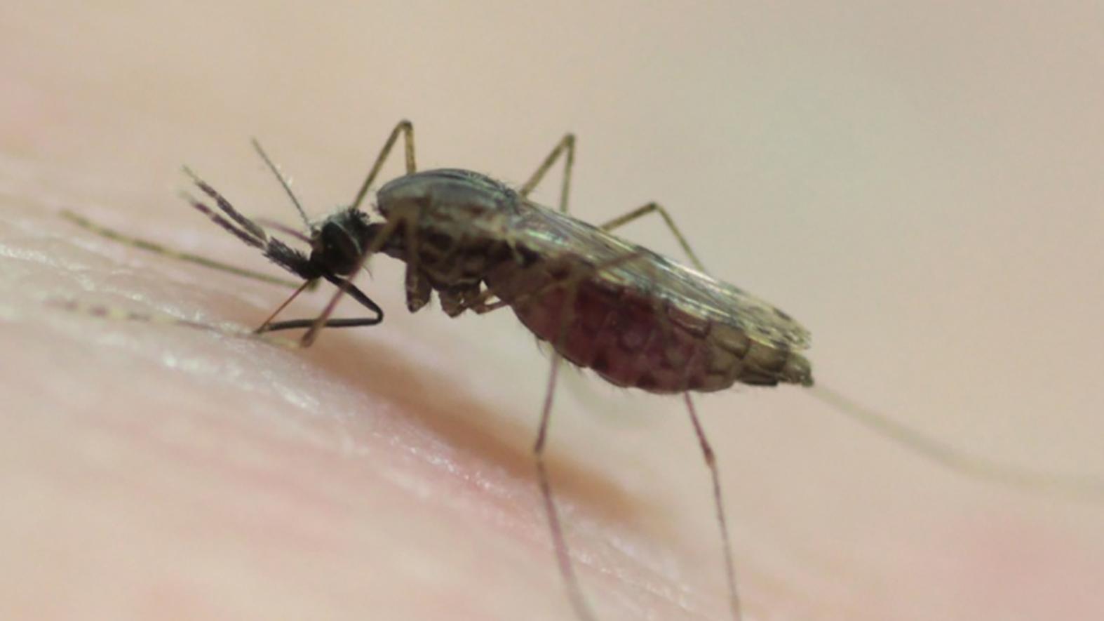 Starostovia na Záhorí riešia monitoring a reguláciu komárov