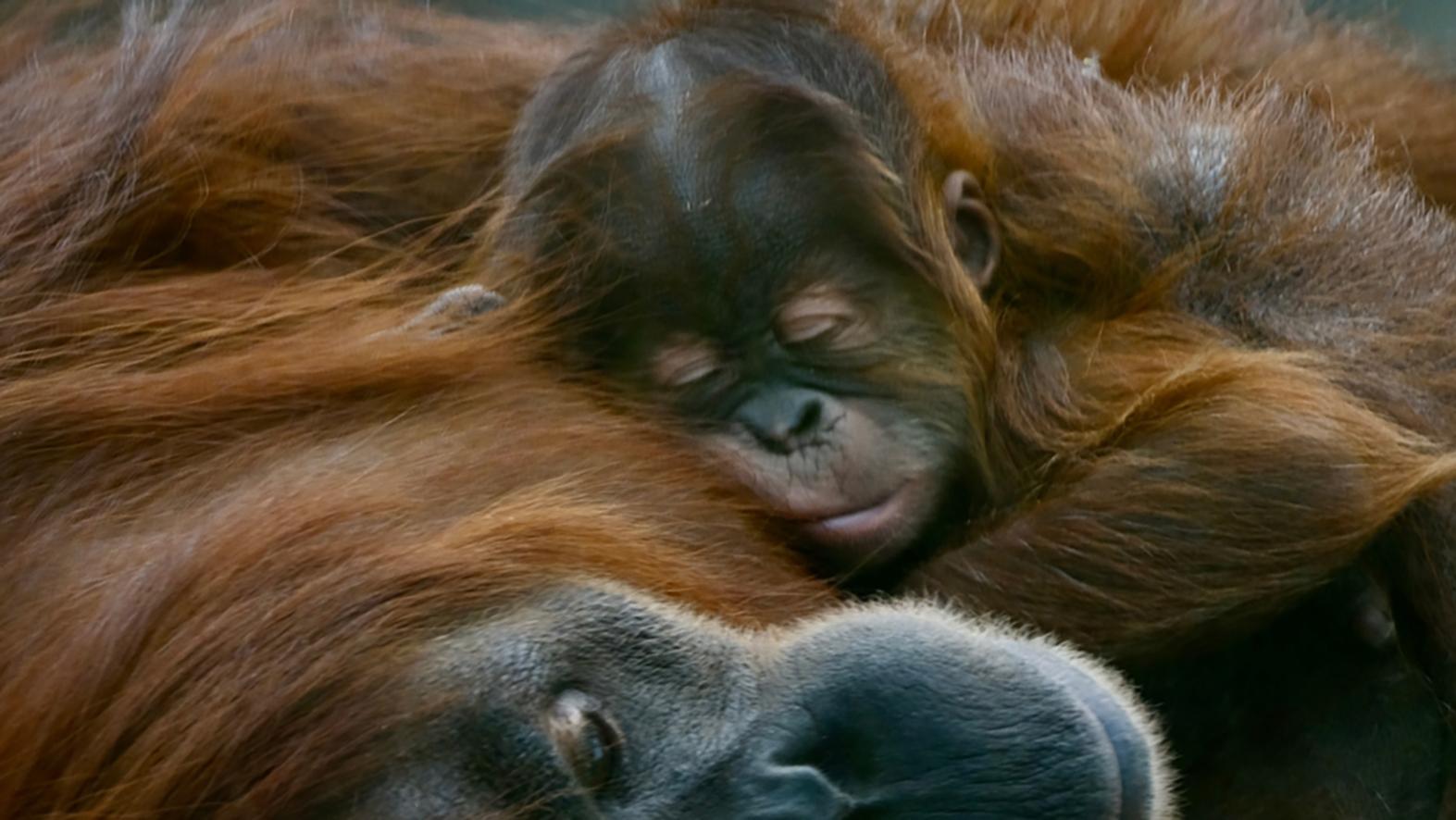 V zoo sa narodilo mláďa orangutana sumatrianskeho