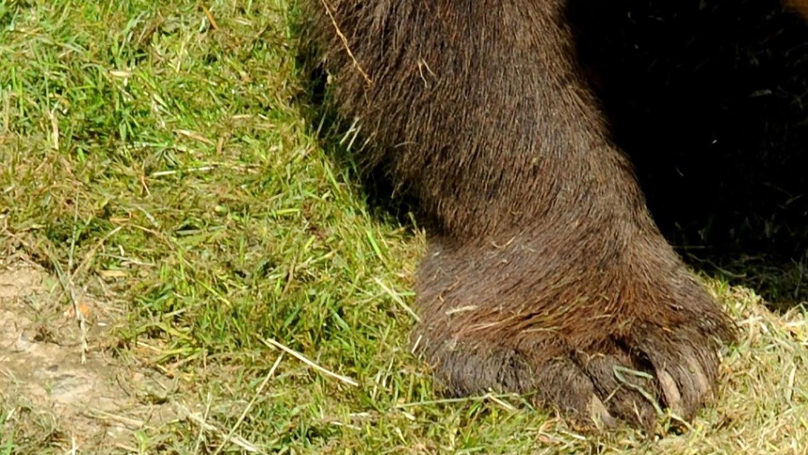 V okolí Očovej plánujú ochranári inštalovať fotopasce