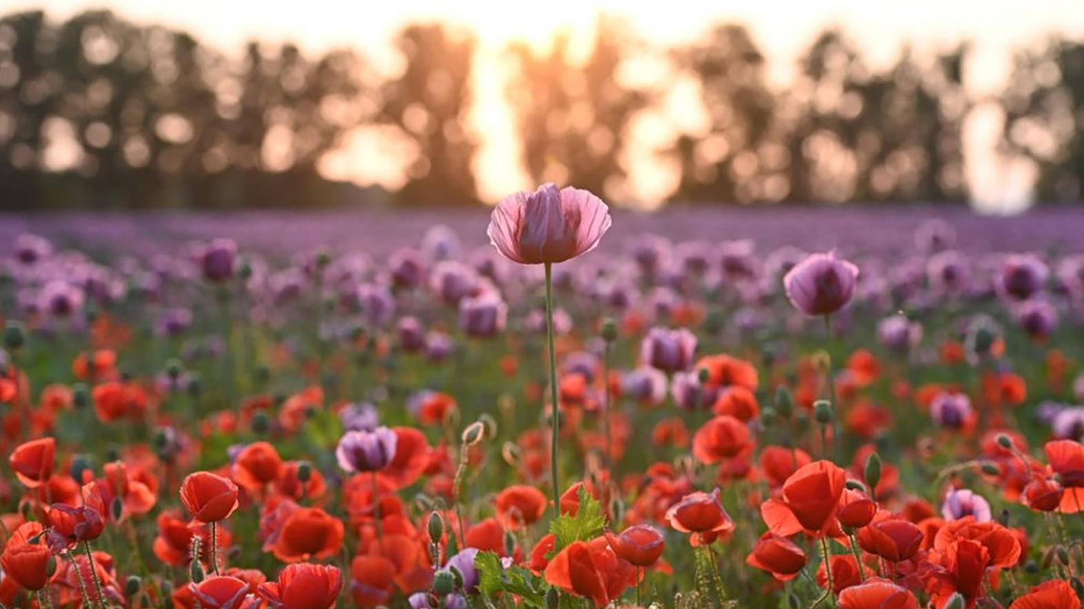 Botanická záhrada SPU začína s prípravou biodiverzitných lúk