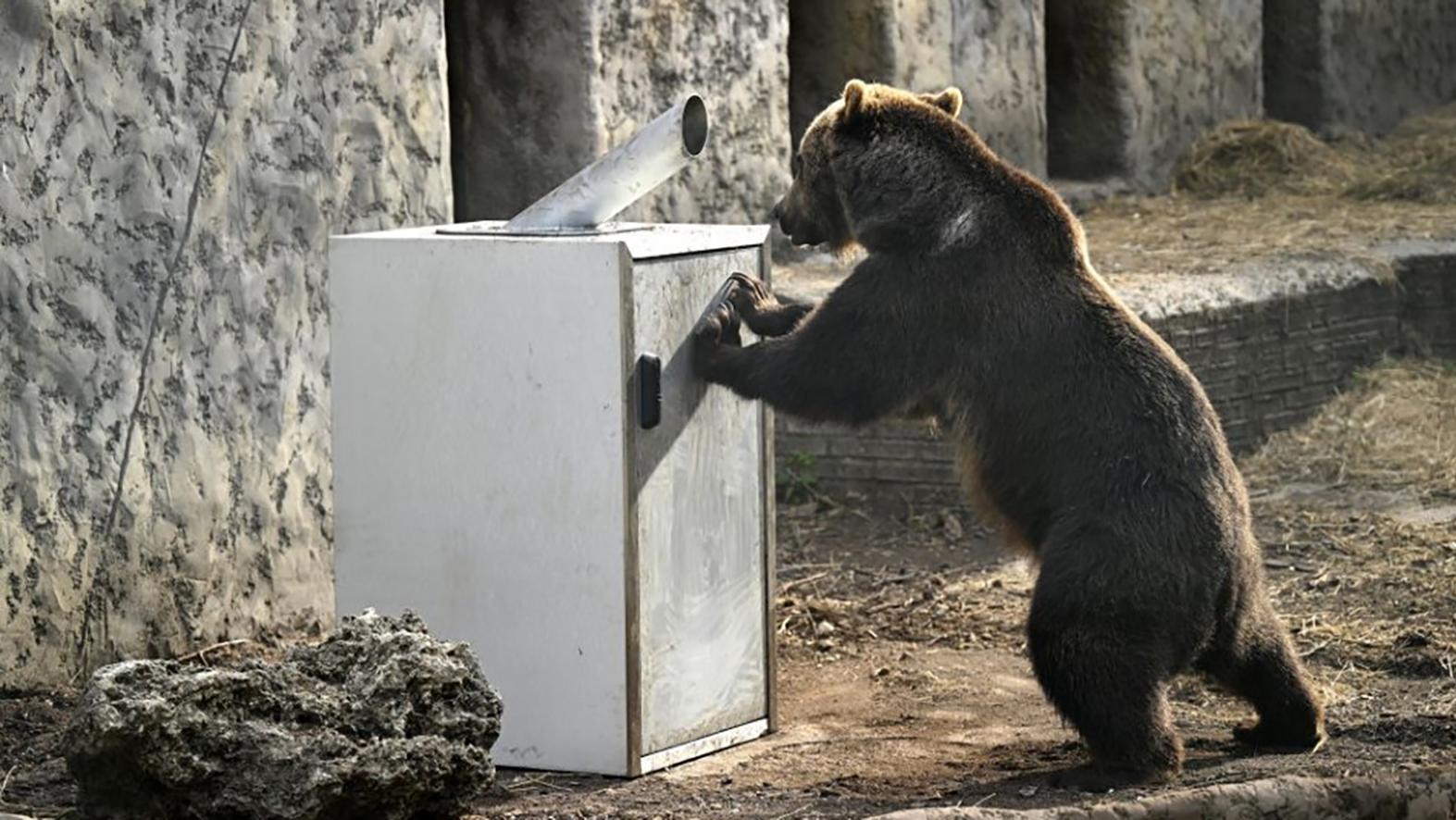 Medvede z bojnickej zoo testovali kryt na kontajnery
