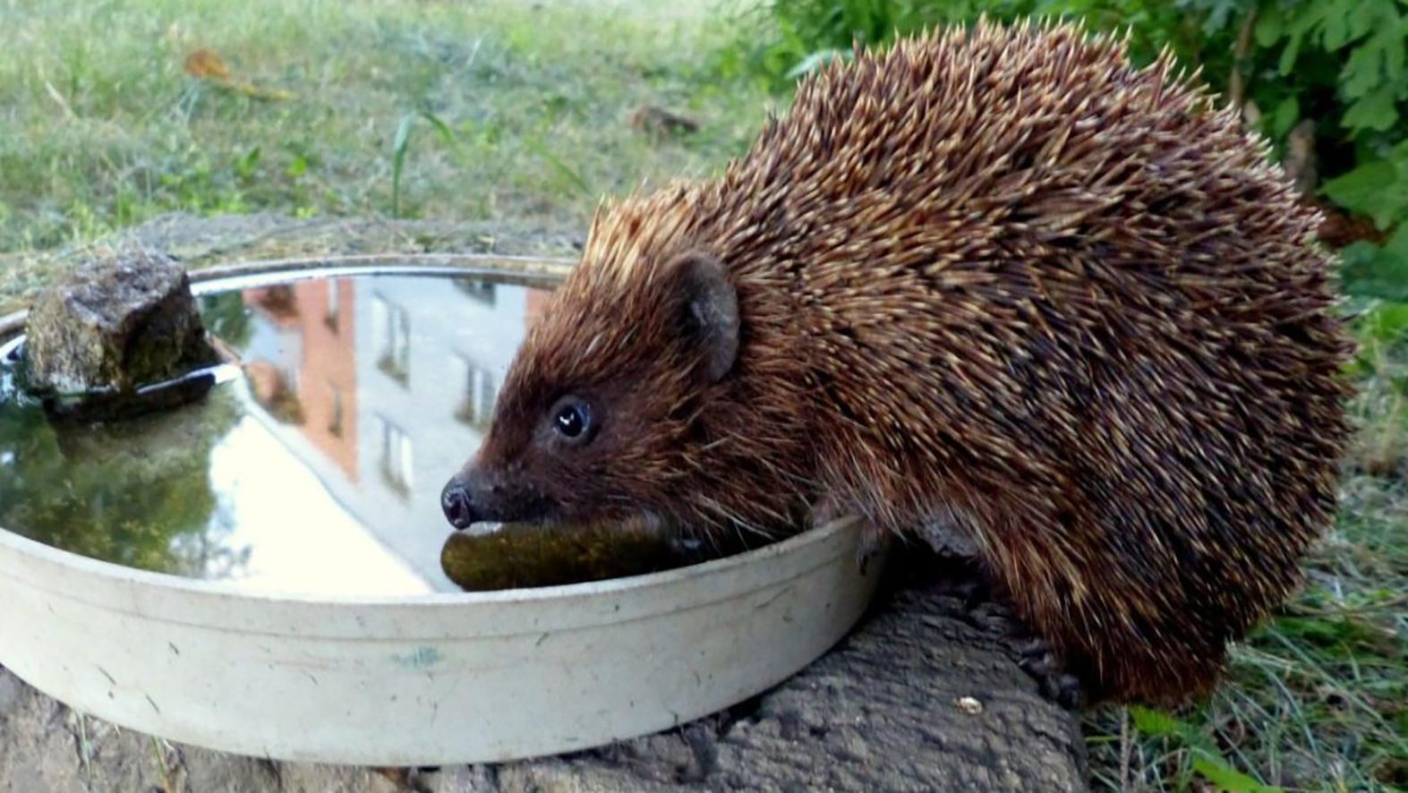 V horúcich dňoch netreba zabúdať ani na voľne žijúce zvieratá