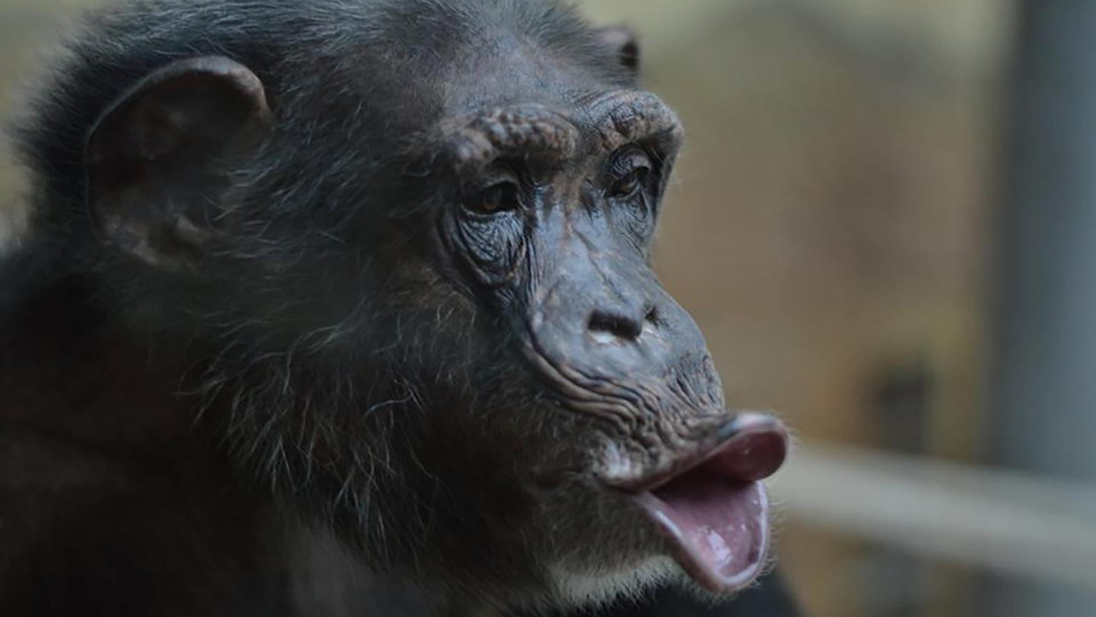 Zoo si podujatím pripomenie Svetový deň šimpanzov