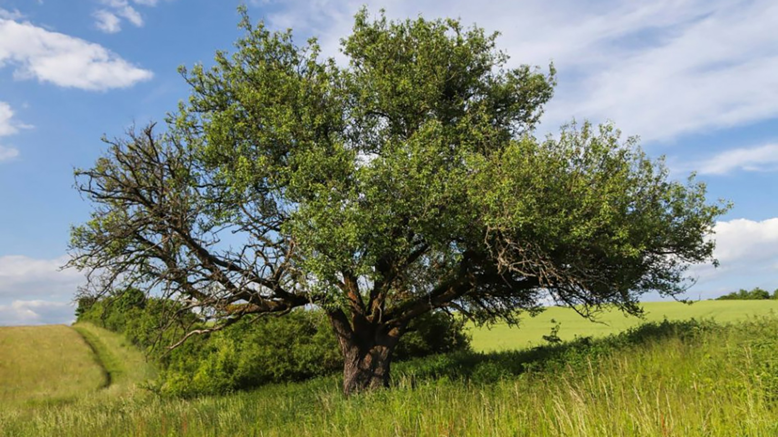 Školáci môžu do konca septembra zahlasovať v ankete Strom roka