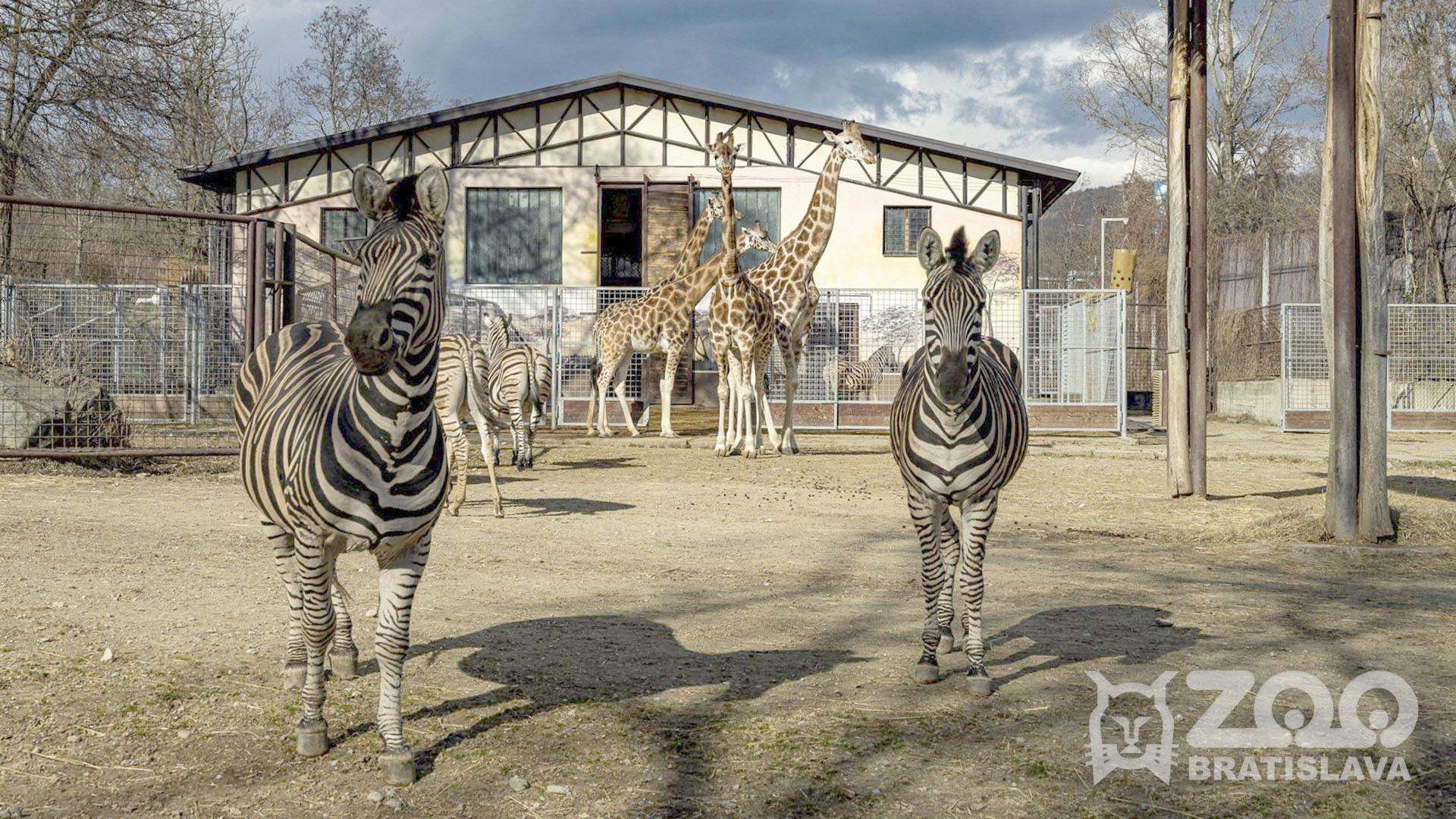 Zoo Bratislava sa s letom lúči festivalom smiechu a zábavy