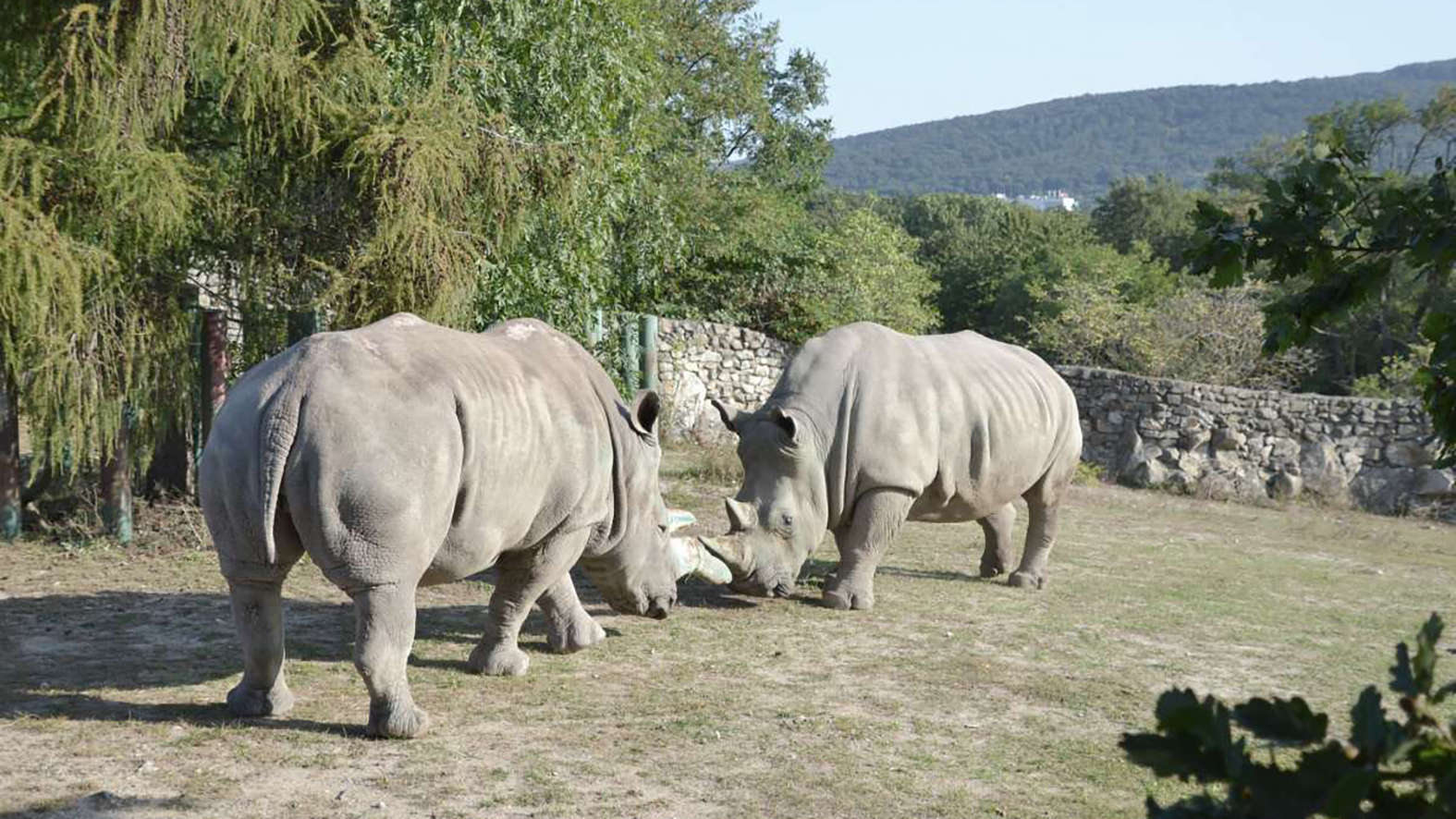 Zoo si podujatím pripomenie Svetový deň nosorožcov