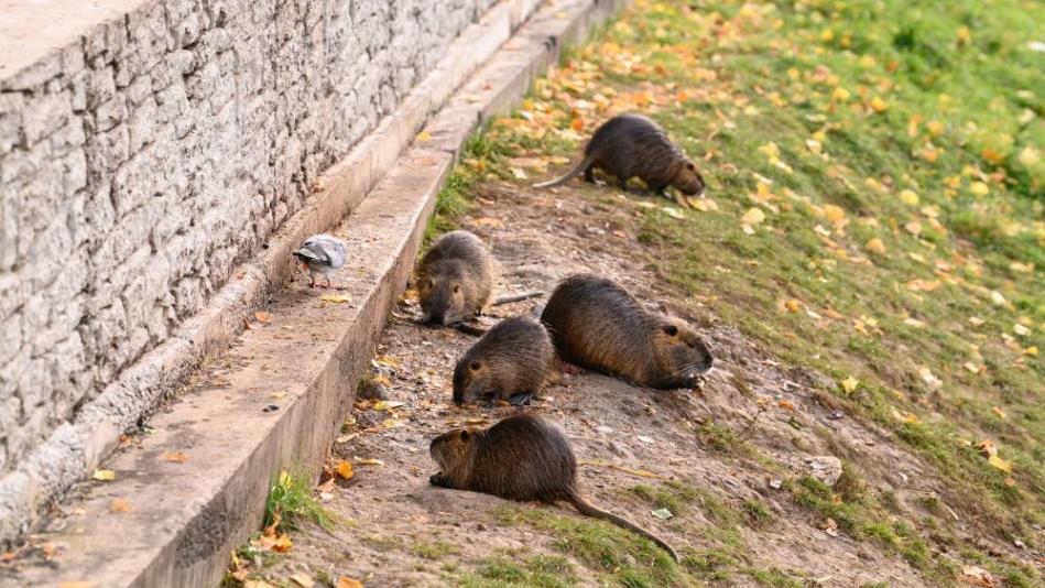Brehy rieky Nitra v centre mesta obsadili nutrie