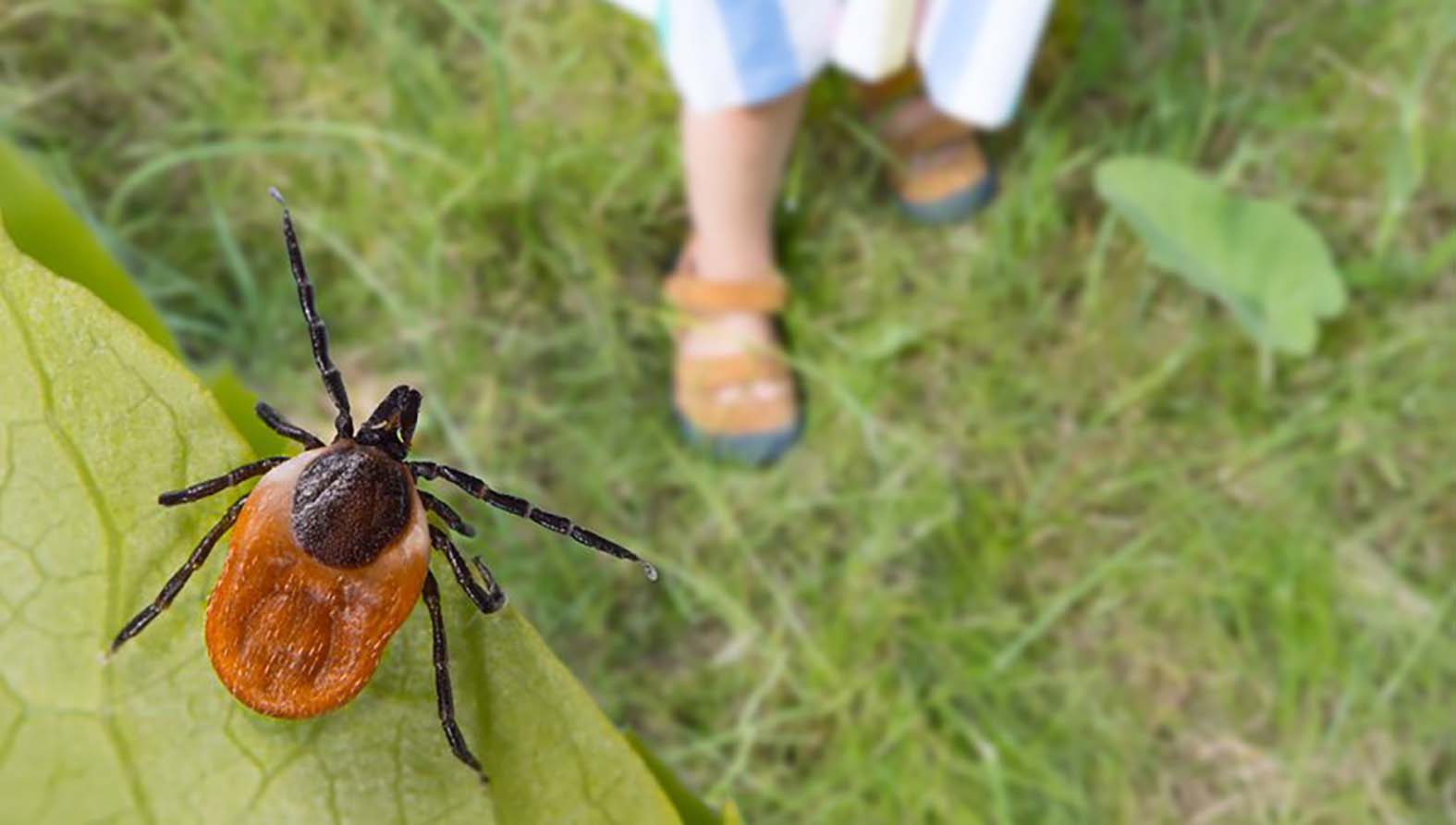 Kliešte sú aktívne aj na jeseň, pri pobyte v prírode treba byť obozretný