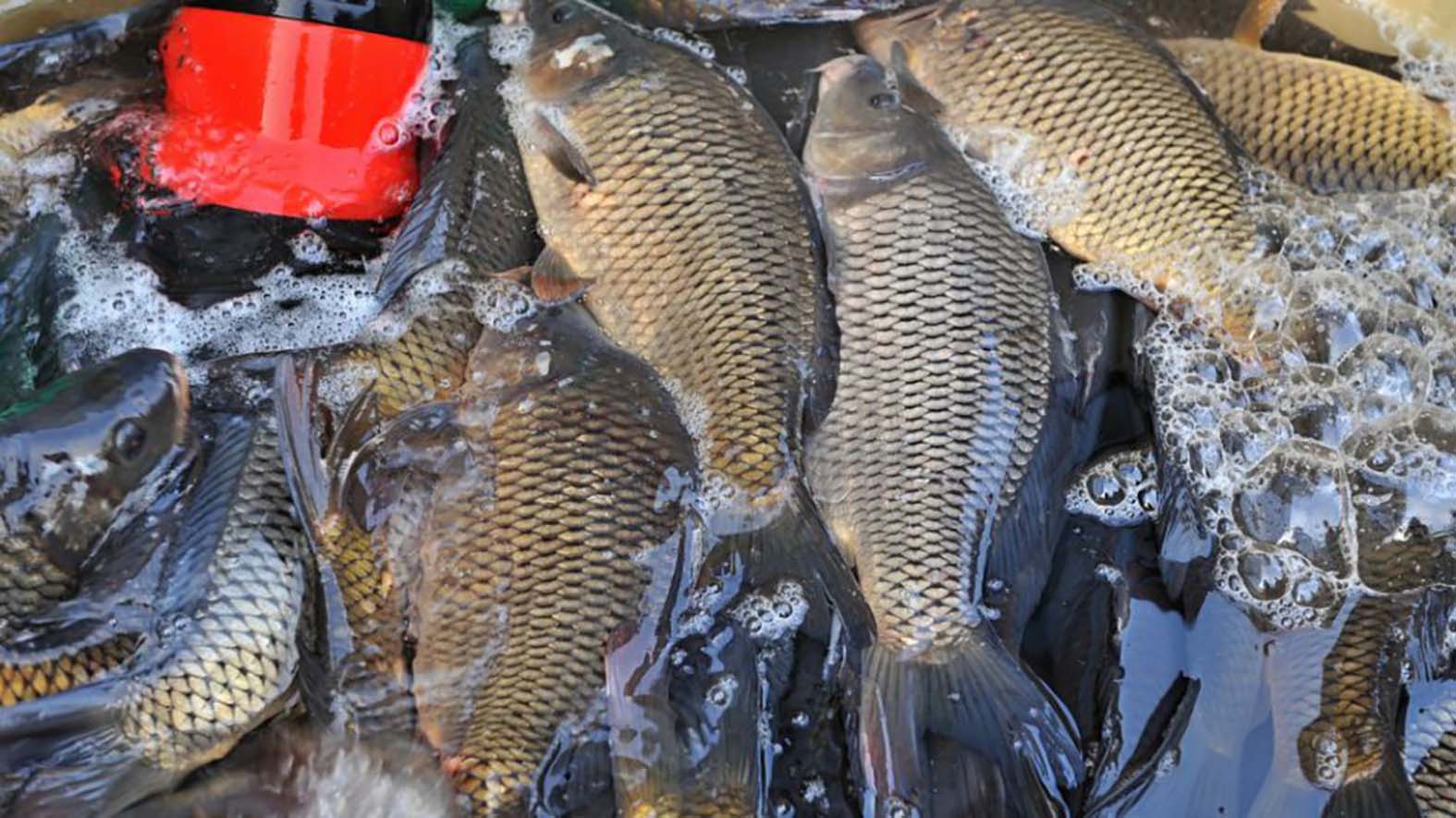 Žilinská samospráva nepovolí predaj živých rýb na mestských pozemkoch