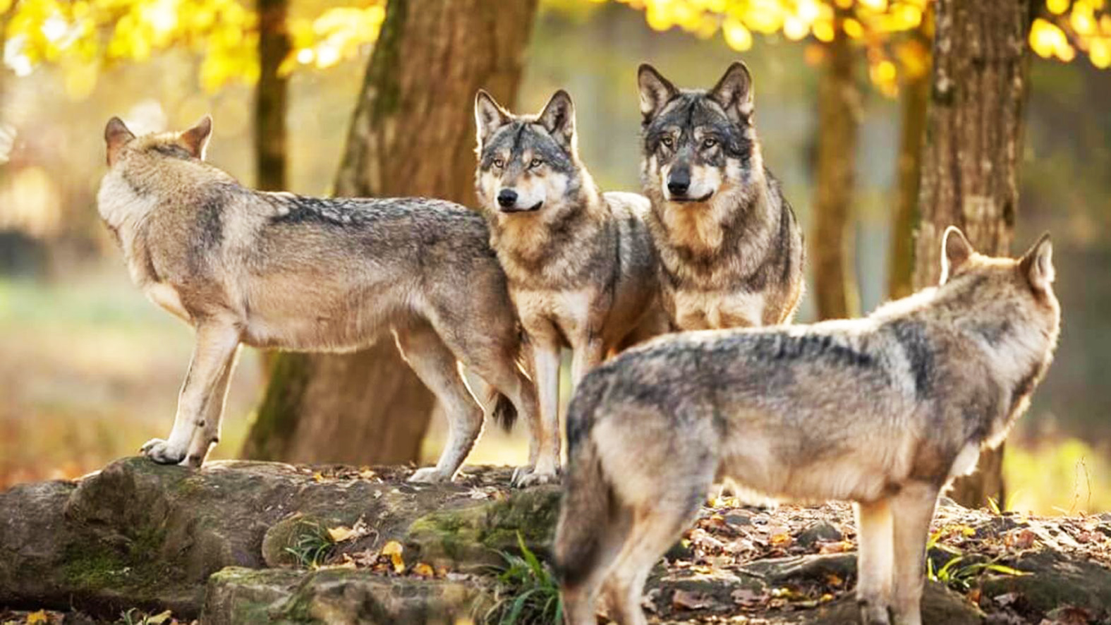 Envirorezort chce opätovné zavedenie lovu vlka