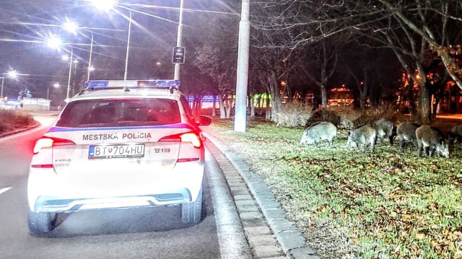 Mestská polícia eviduje opäť častejší výskyt diviakov v intraviláne