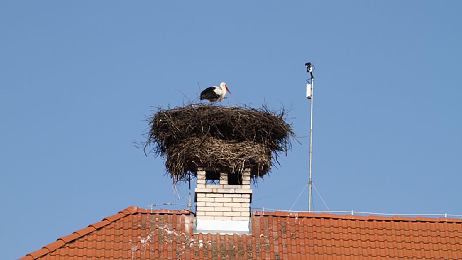 Do sčítania bocianov sa môže zapojiť i verejnosť