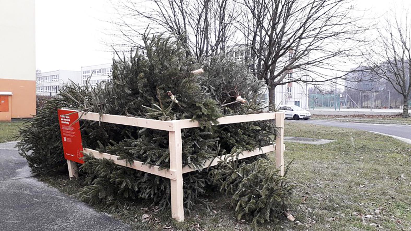 Z drevených ohrádok odviezlo OLO vyše 43-tis. vianočných stromčekov