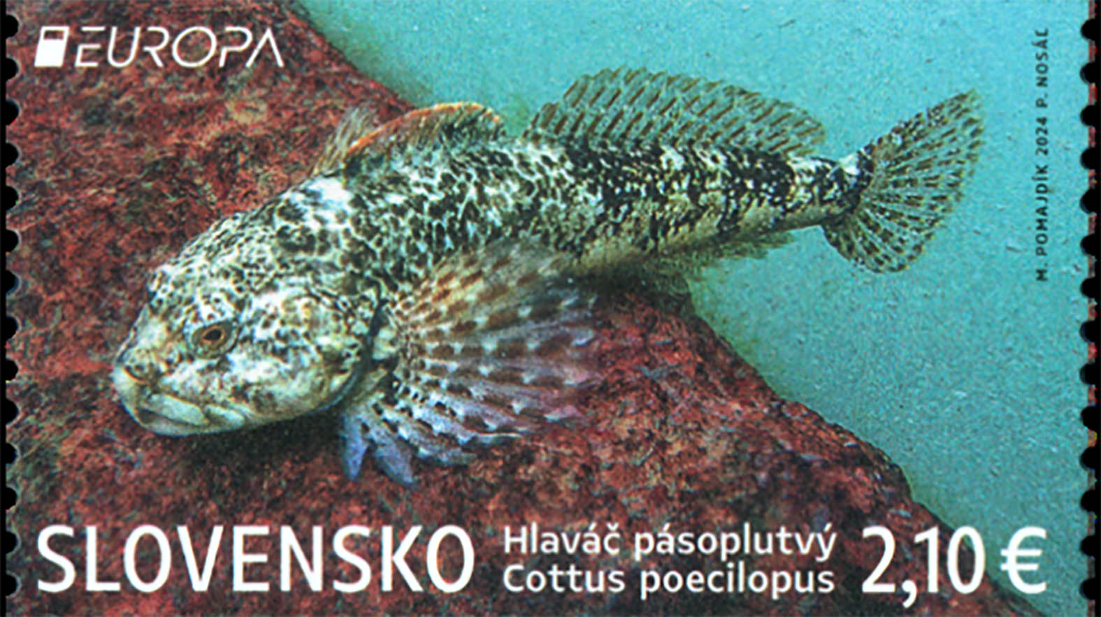 Slovenská pošta vydala známku „EUROPA 2024: Fauna a flóra tatranských plies“