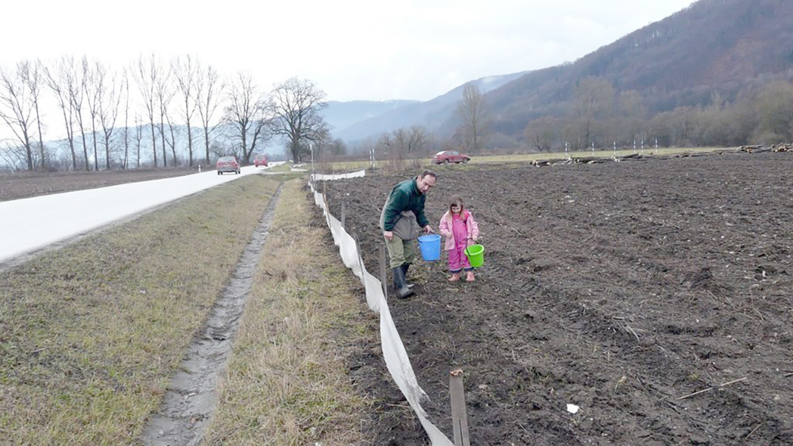 Ochranári vďaka žabím zábranám preniesli pri Hosticiach vyše 3000 ropúch