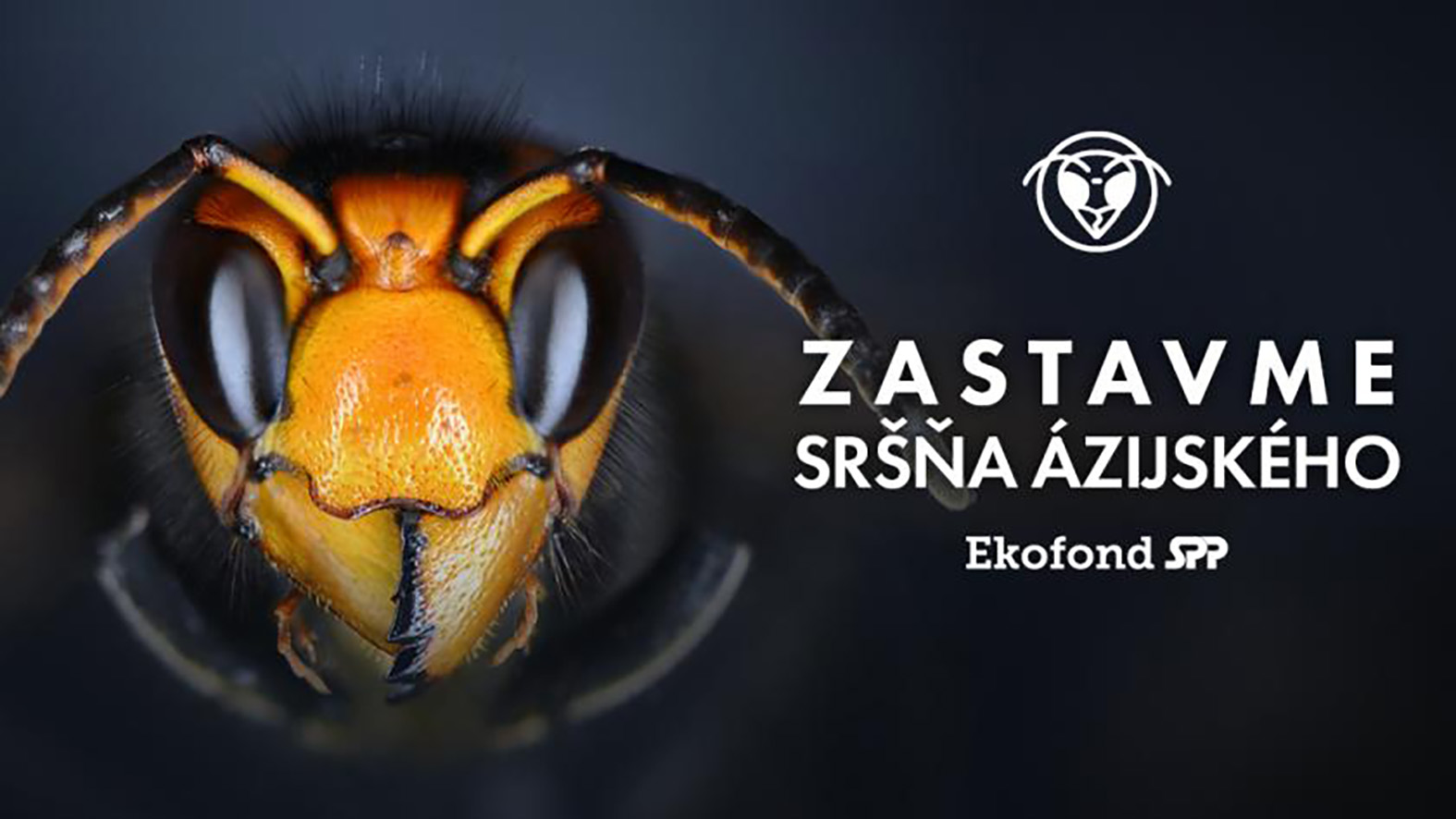 Spustili osvetovú kampaň Zastav sršňa