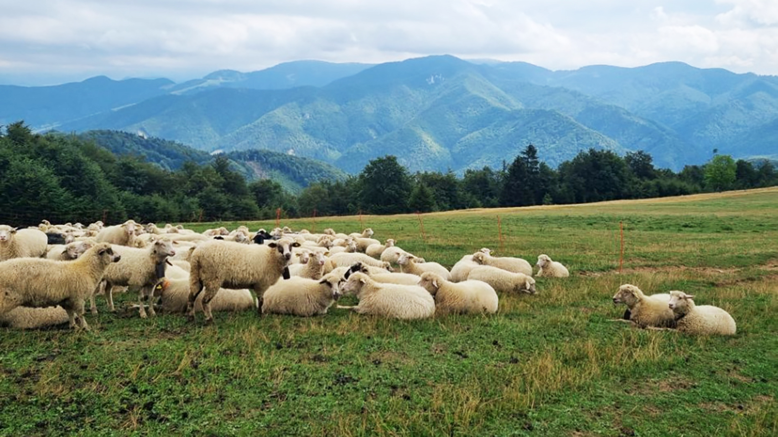 Spolužitiu farmárov s veľkými šelmami bude venovaný medzinárodný workshop