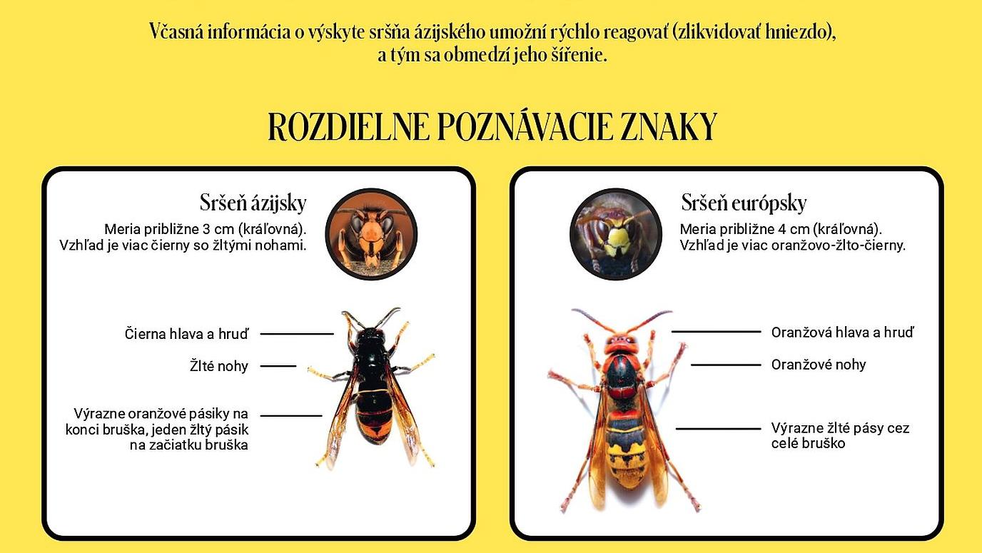 Výzva na mapovanie sršňa ázijského