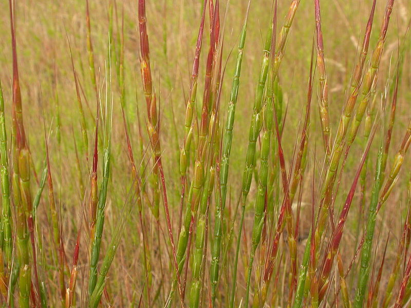 Snímka zdroj: biopedia.sk