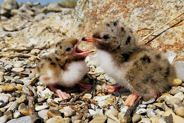 foto1_birdlife_slovensko.jpg